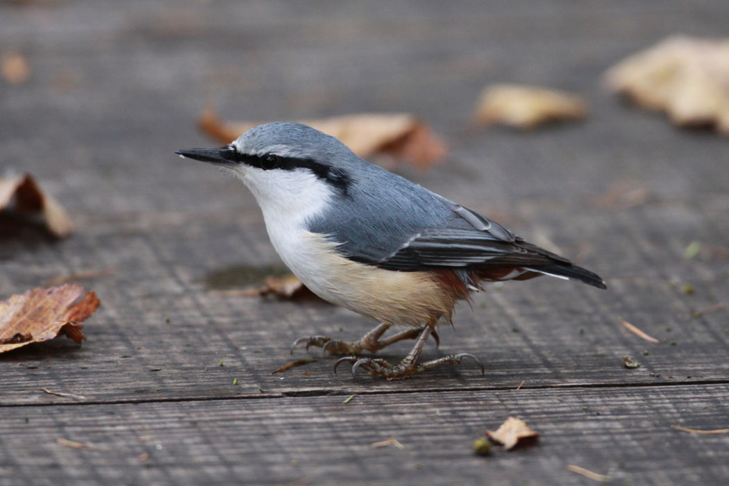 秋の戸隠の鳥　夏に比べちょっと寂しい感じでした